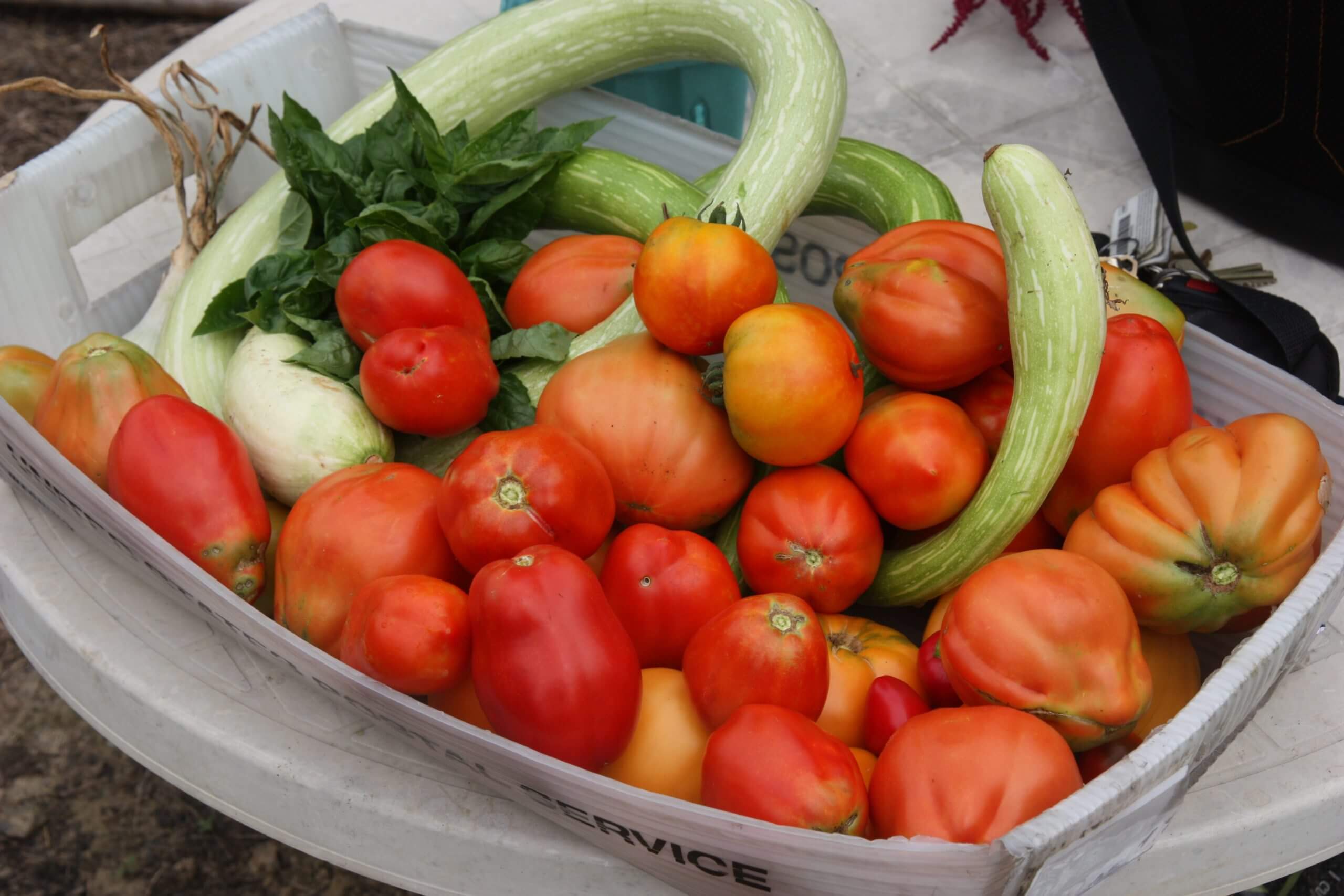 Follow these instructions and you'll have enough tomatoes for storing and sharing with friends.