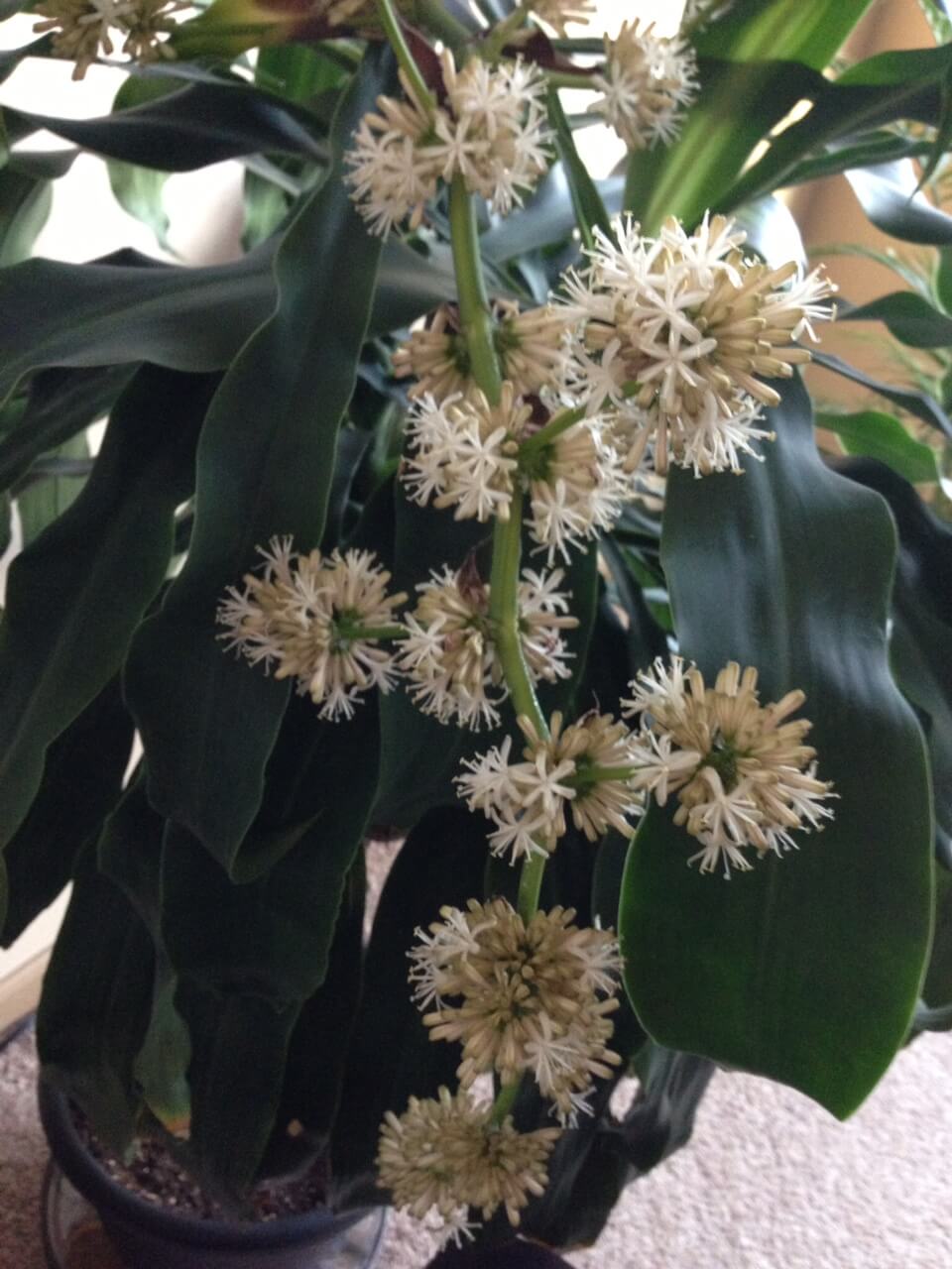 The puffy blooms of Dracaena fragrans are sweetly fragrant.
