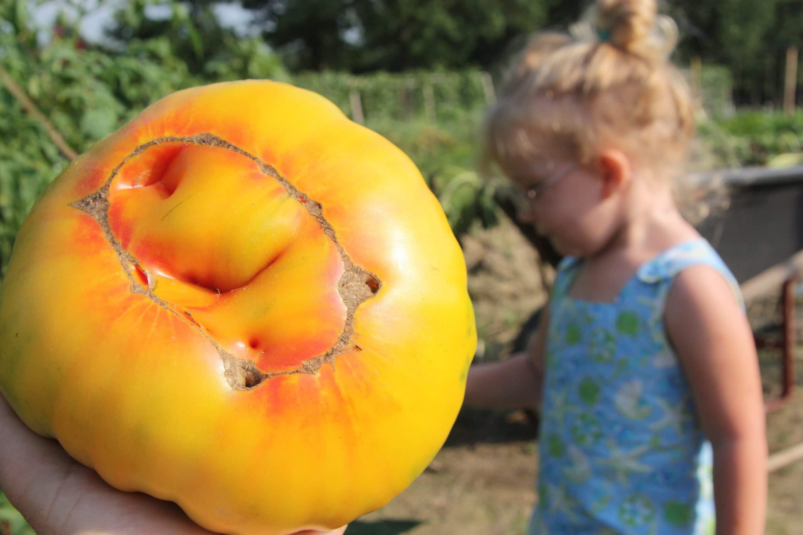 'Gold Medal' is one of the best-tasting, prettiest beefsteak tomatoes.