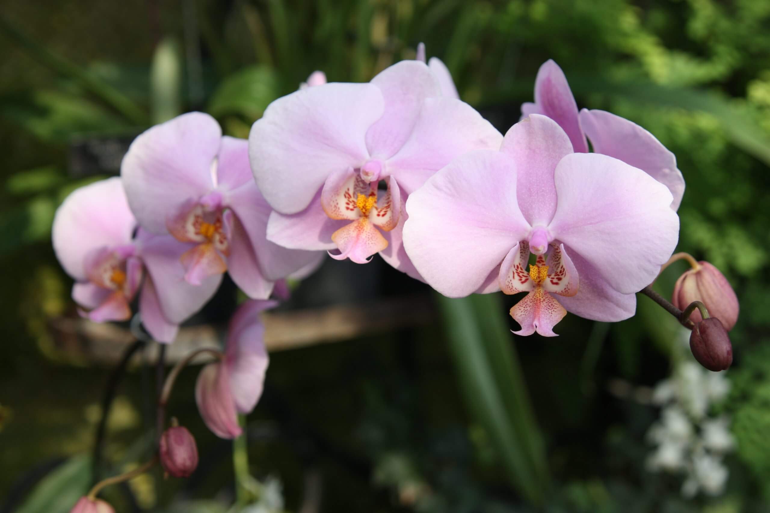 Phalenopsis g. Reve Rose