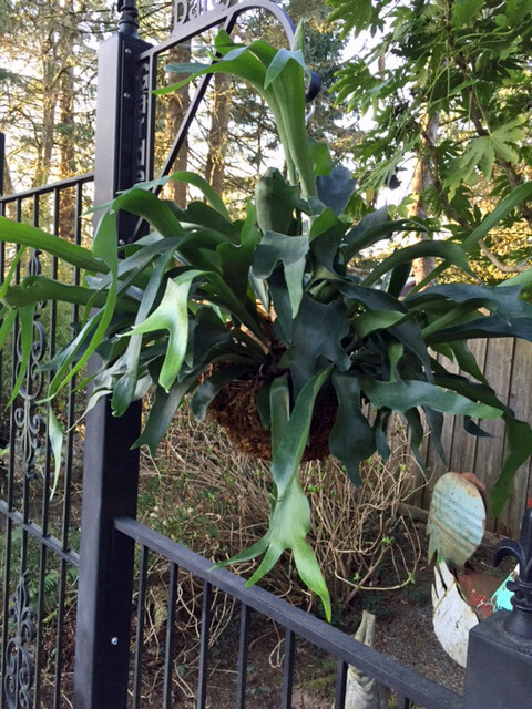 Staghorn Fern