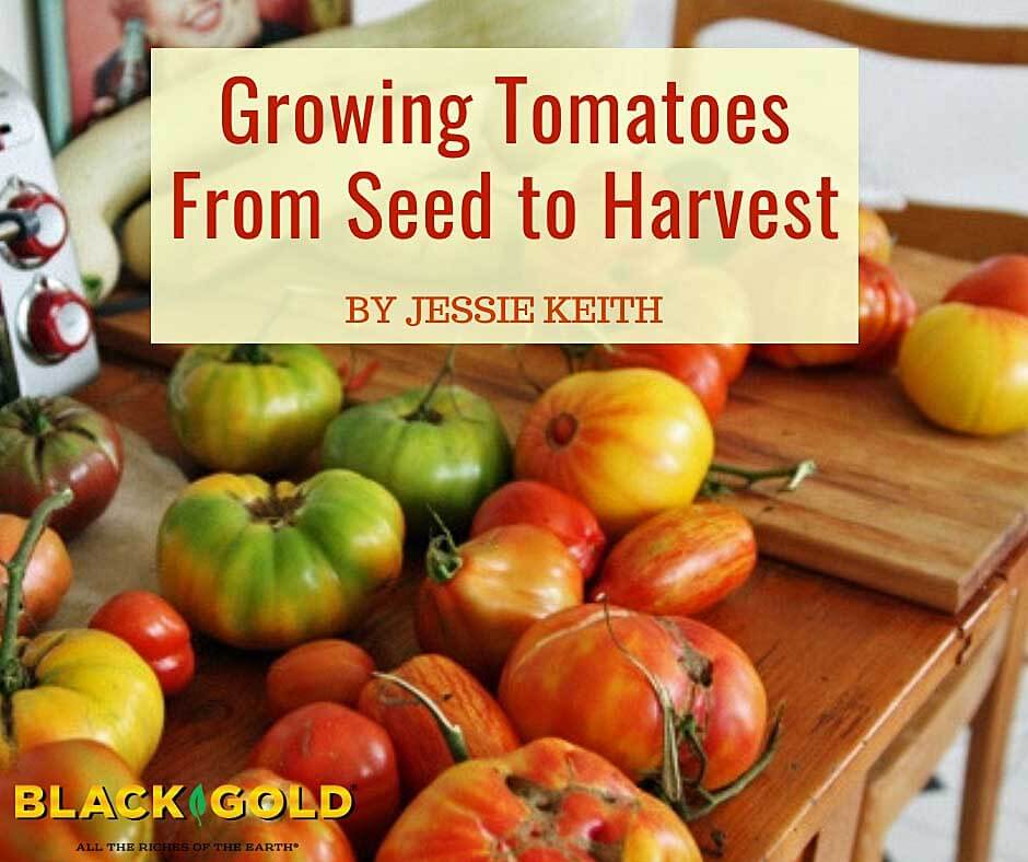 Growing Tomatoes from Seed to Harvest – Black Gold