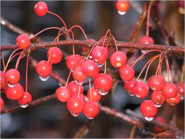 Crabapple 'Red Jewel' has exceptionally bright red fall and winter fruits that often persist all winter.
