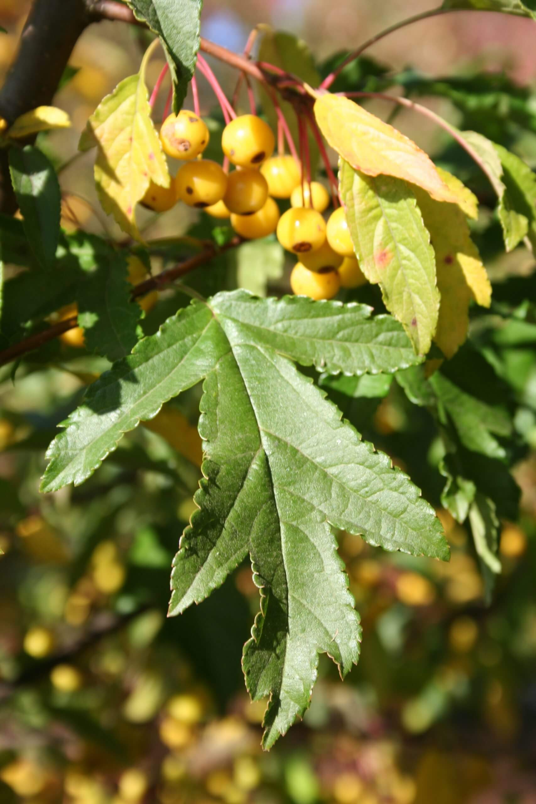 'Golden Raindrops' has persistent gold fruits that feed wild birds.