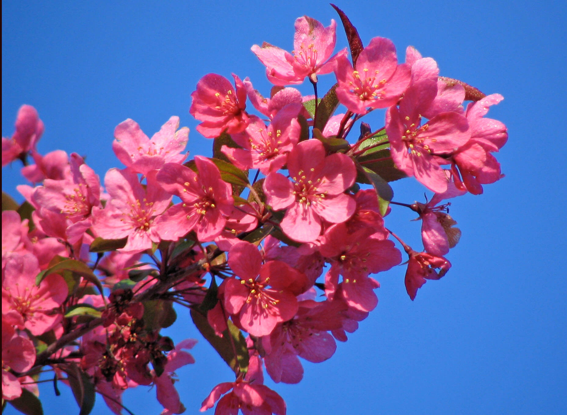 Prairifire Crab flower 03