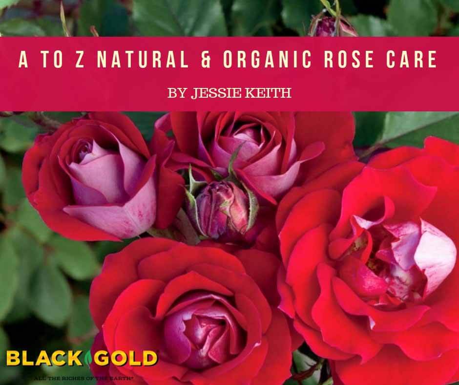 Rose Mosaic Disease - The Backyard Gardener - ANR Blogs