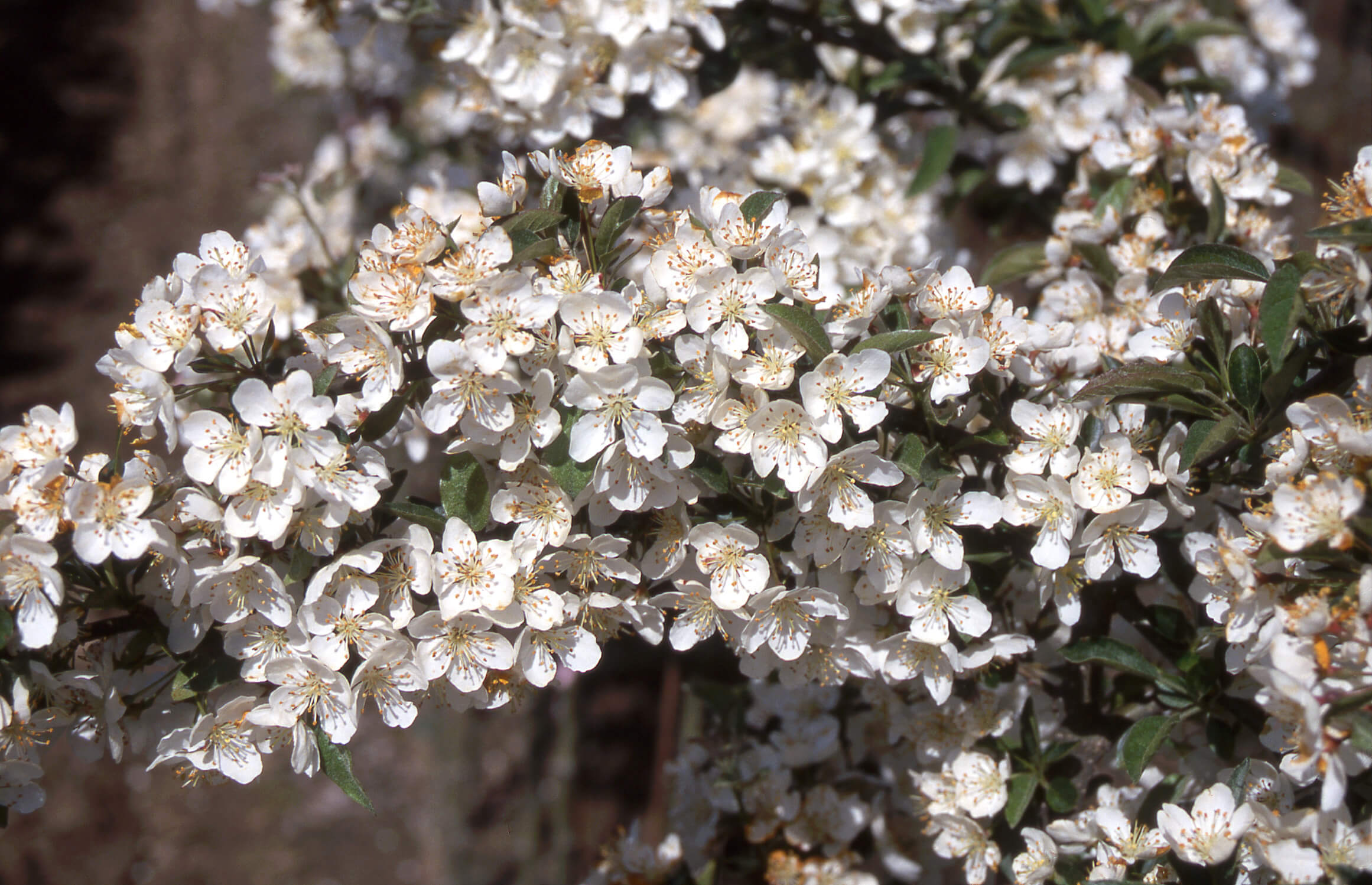 The dwarf 'Sargent Tina' has clouds of pretty white flowers in spring.