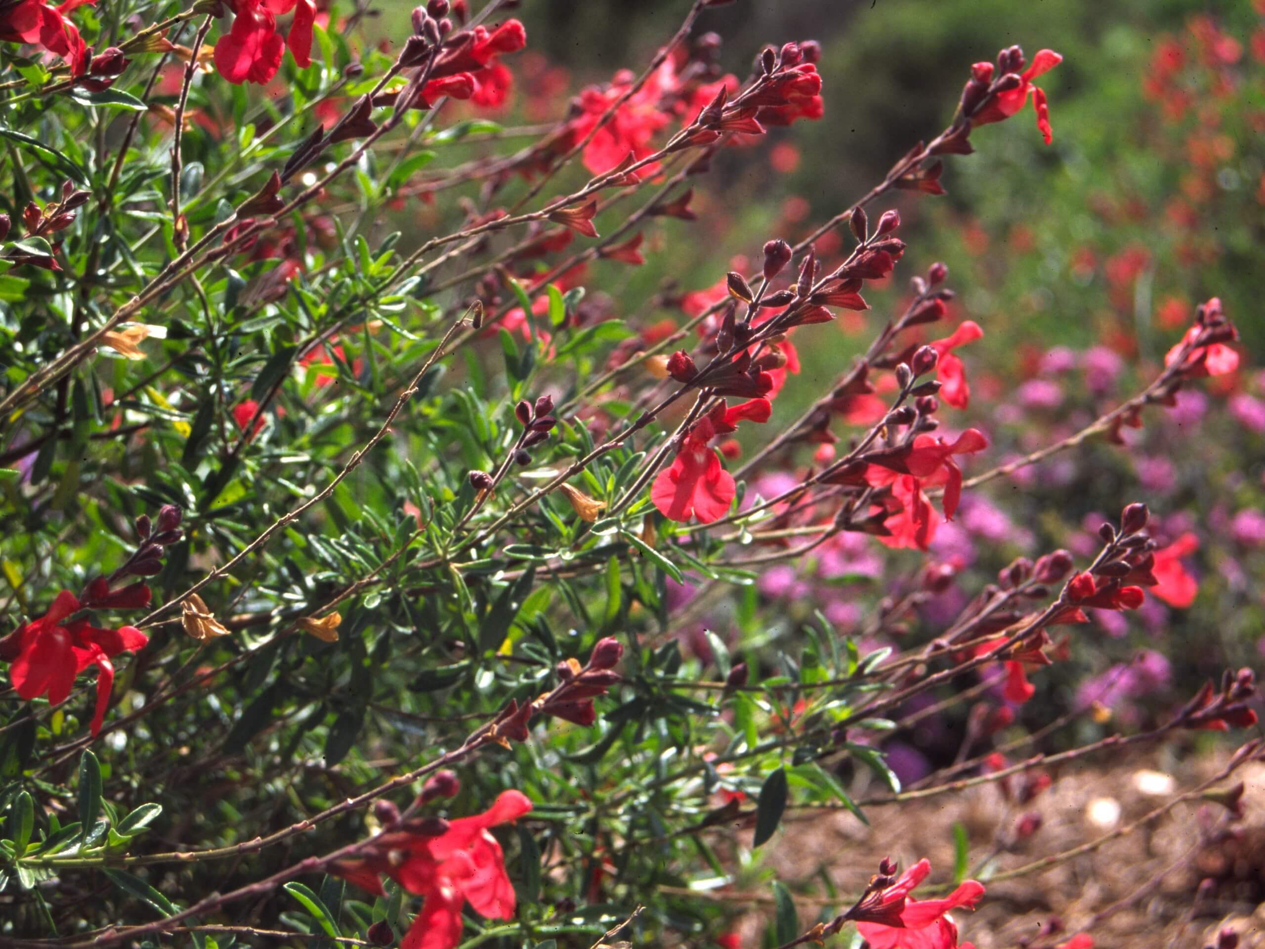 salvia g red