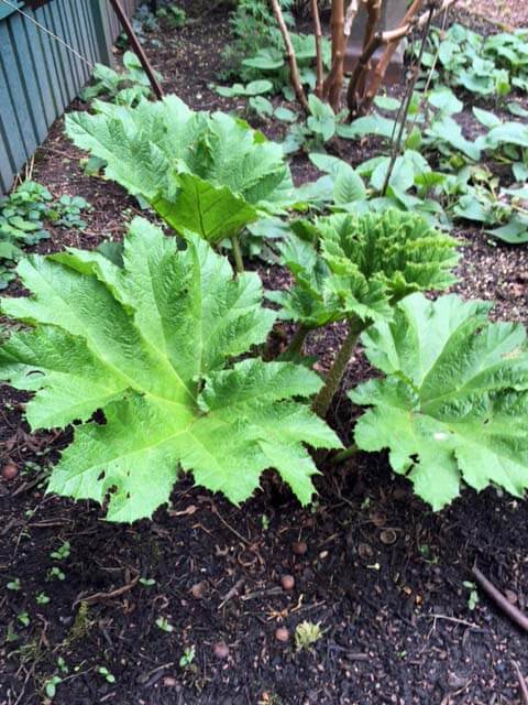 Gunnera early spring