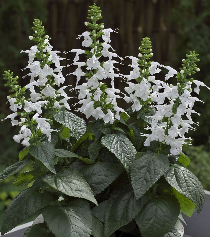 NGB Salvia_SummerJewelWhite-AAS2015-2-crop