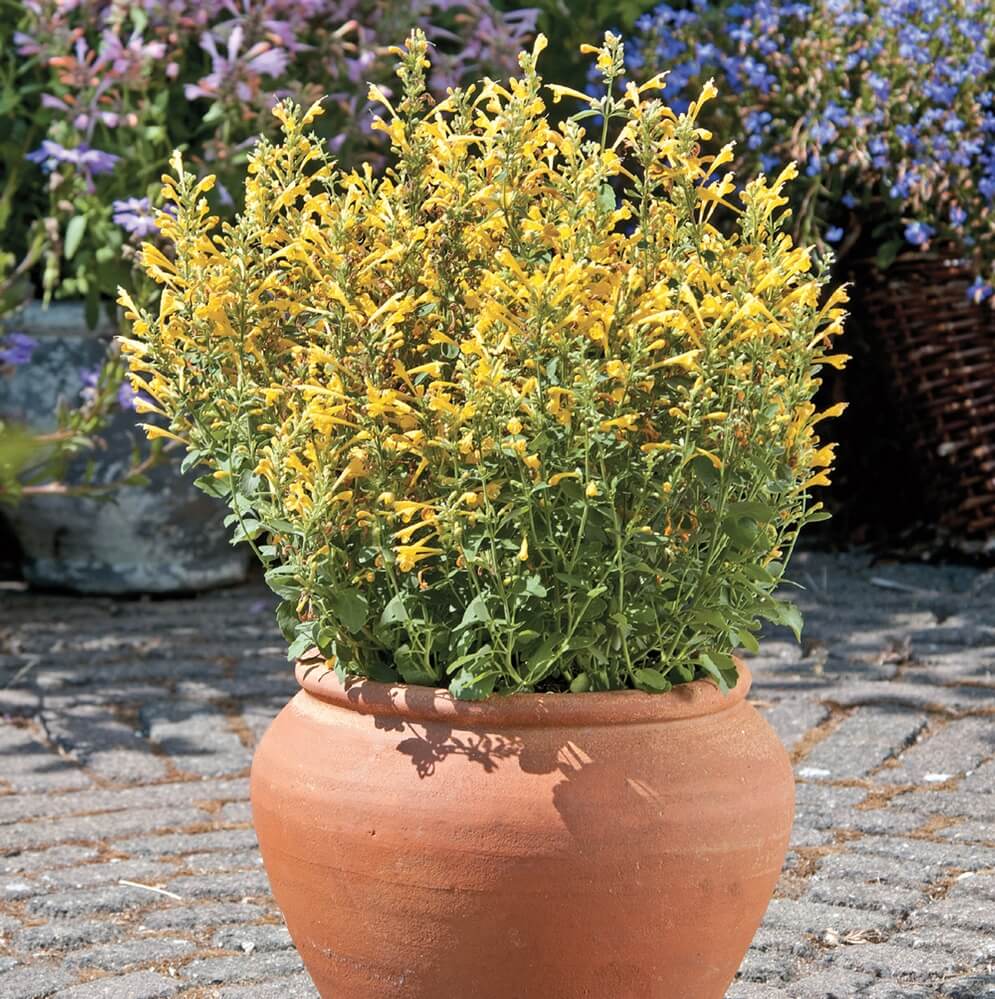 National Garden Bureau Agastache-Arizona-Sun