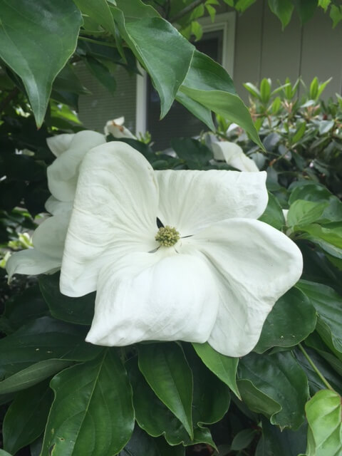 Cornus kousa 'Venus'