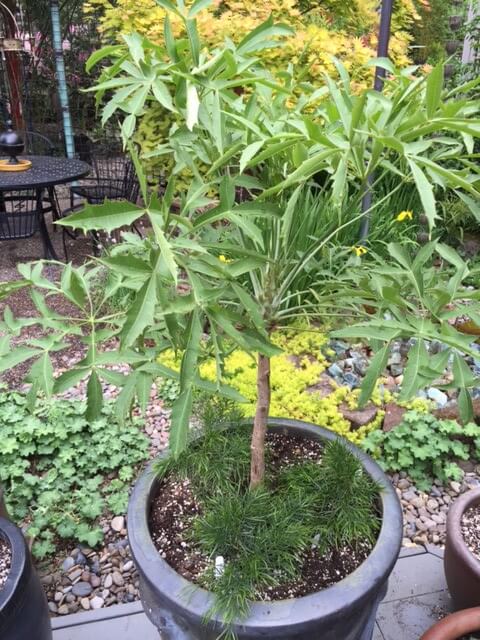 Cussonia spicata (Cabbage Tree)