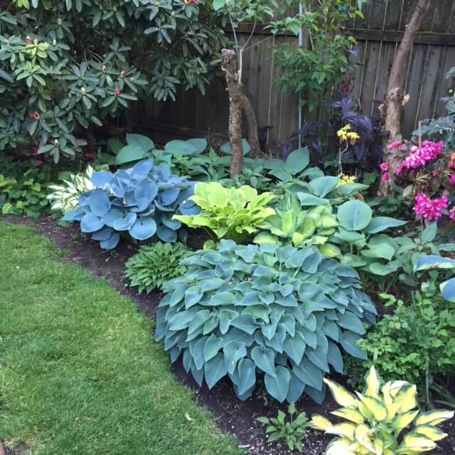 Hostas at Joe's