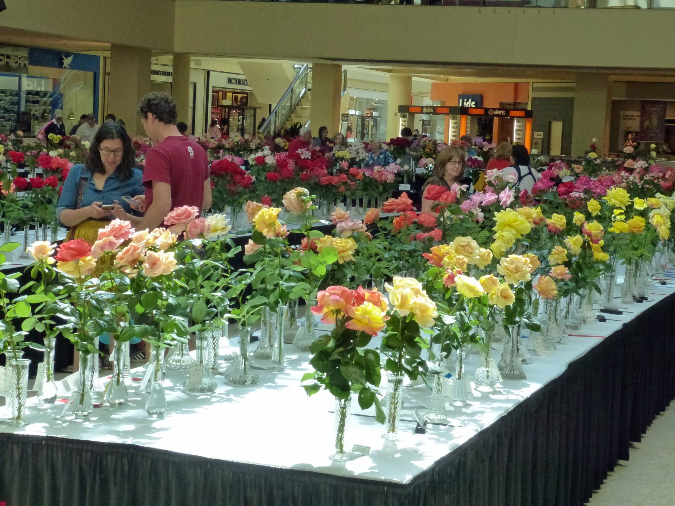 PRS Rose Show 2014