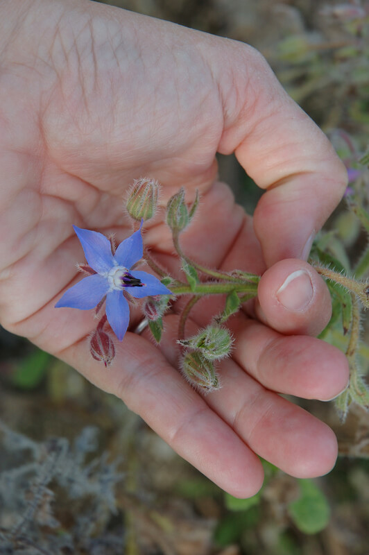 1-borage