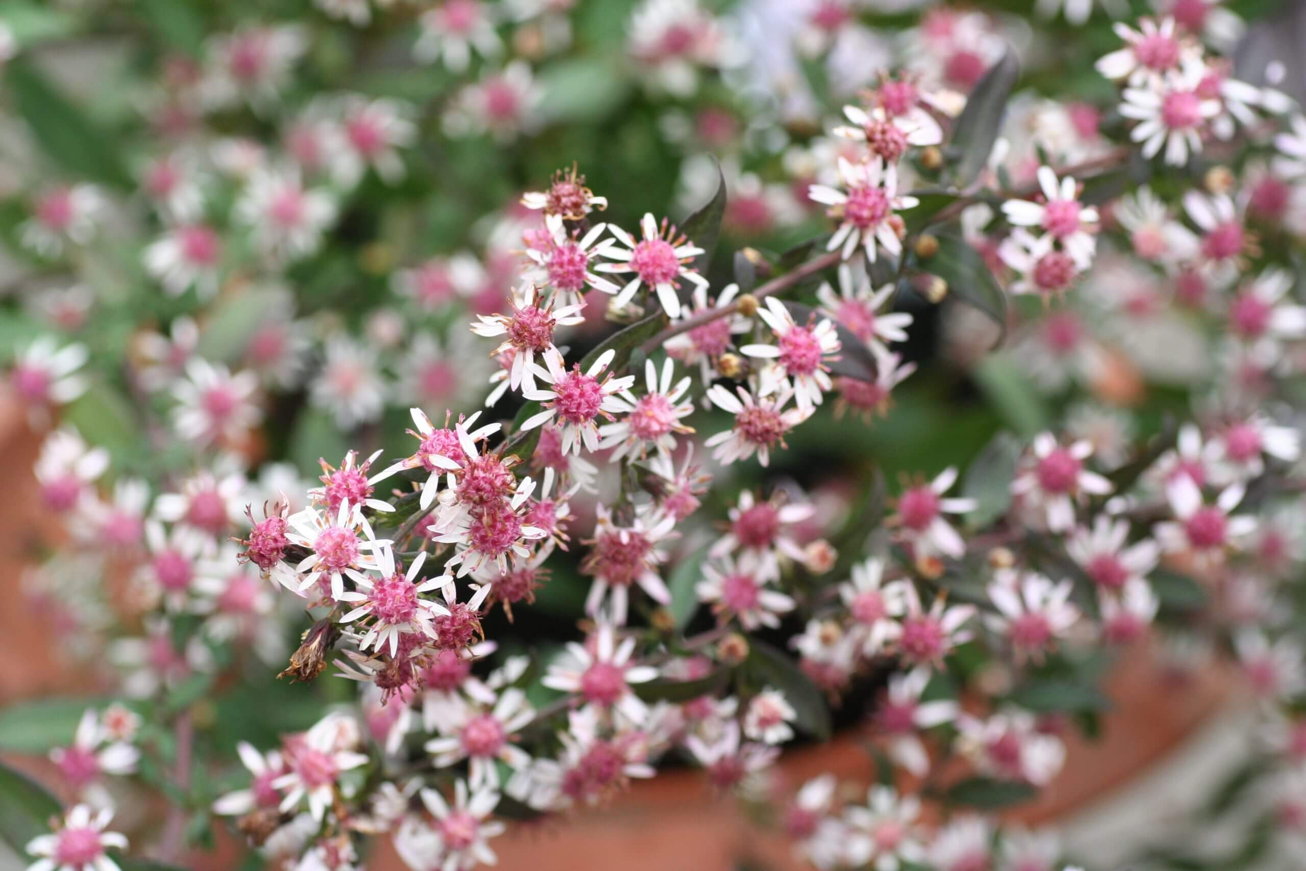 Aster lateriflorus 'Lady in Black'