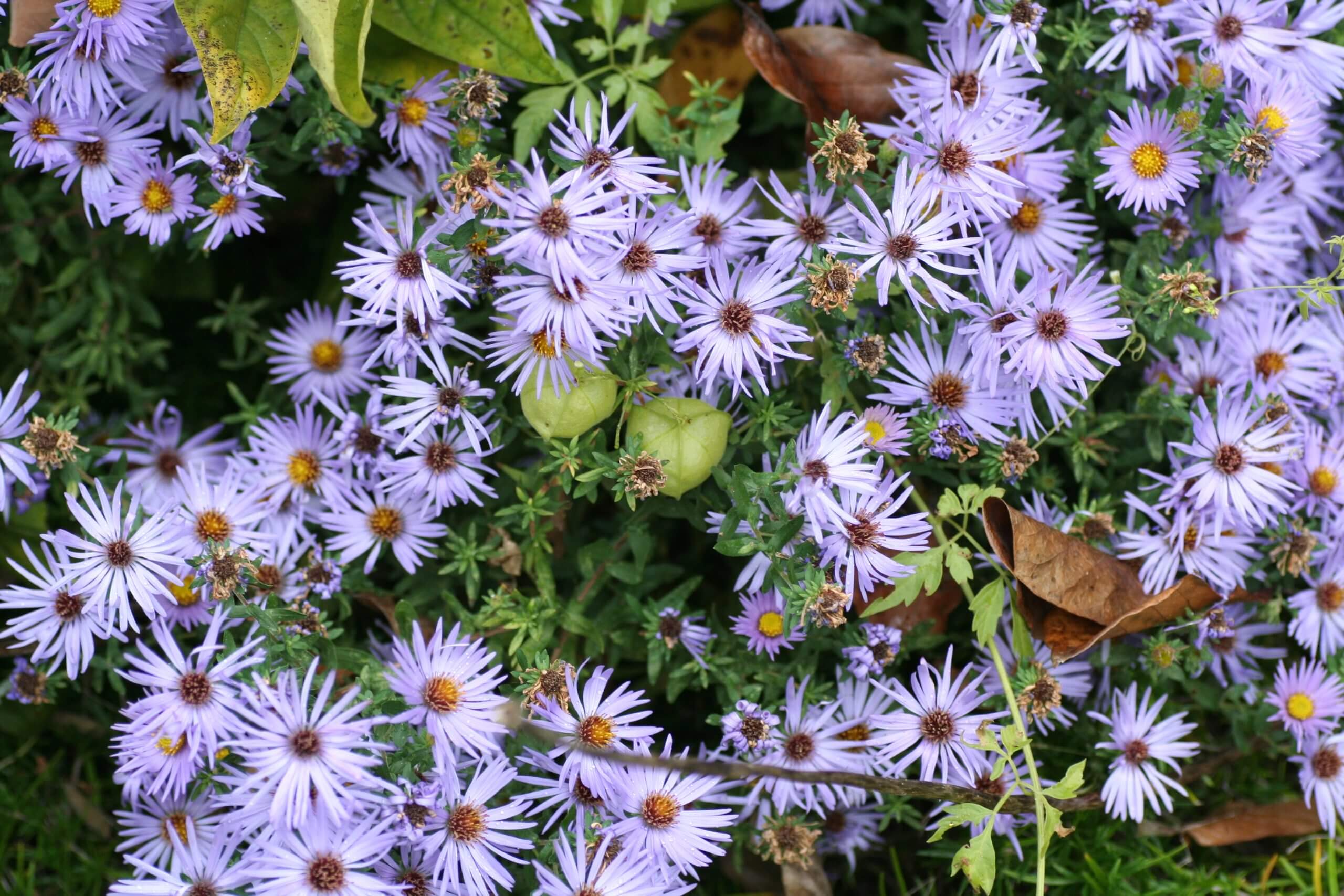 Aster novi-belgii