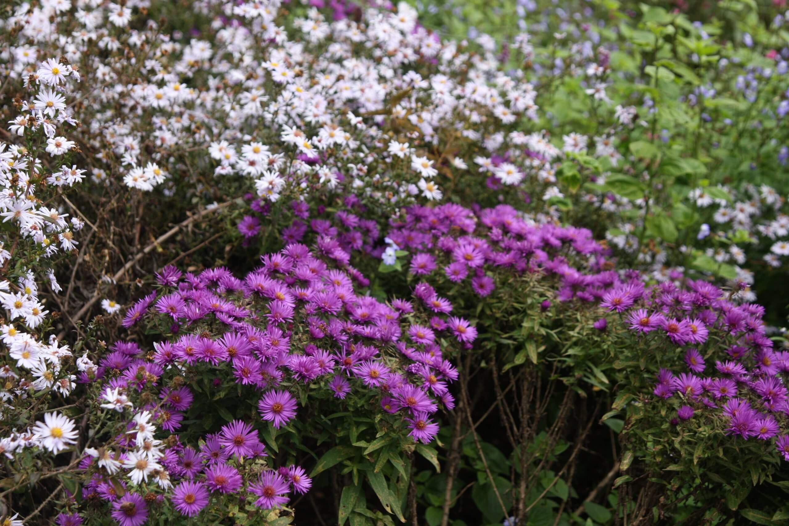 Purple Dome aster (foreground) has some of the richest purple flowers for fall.