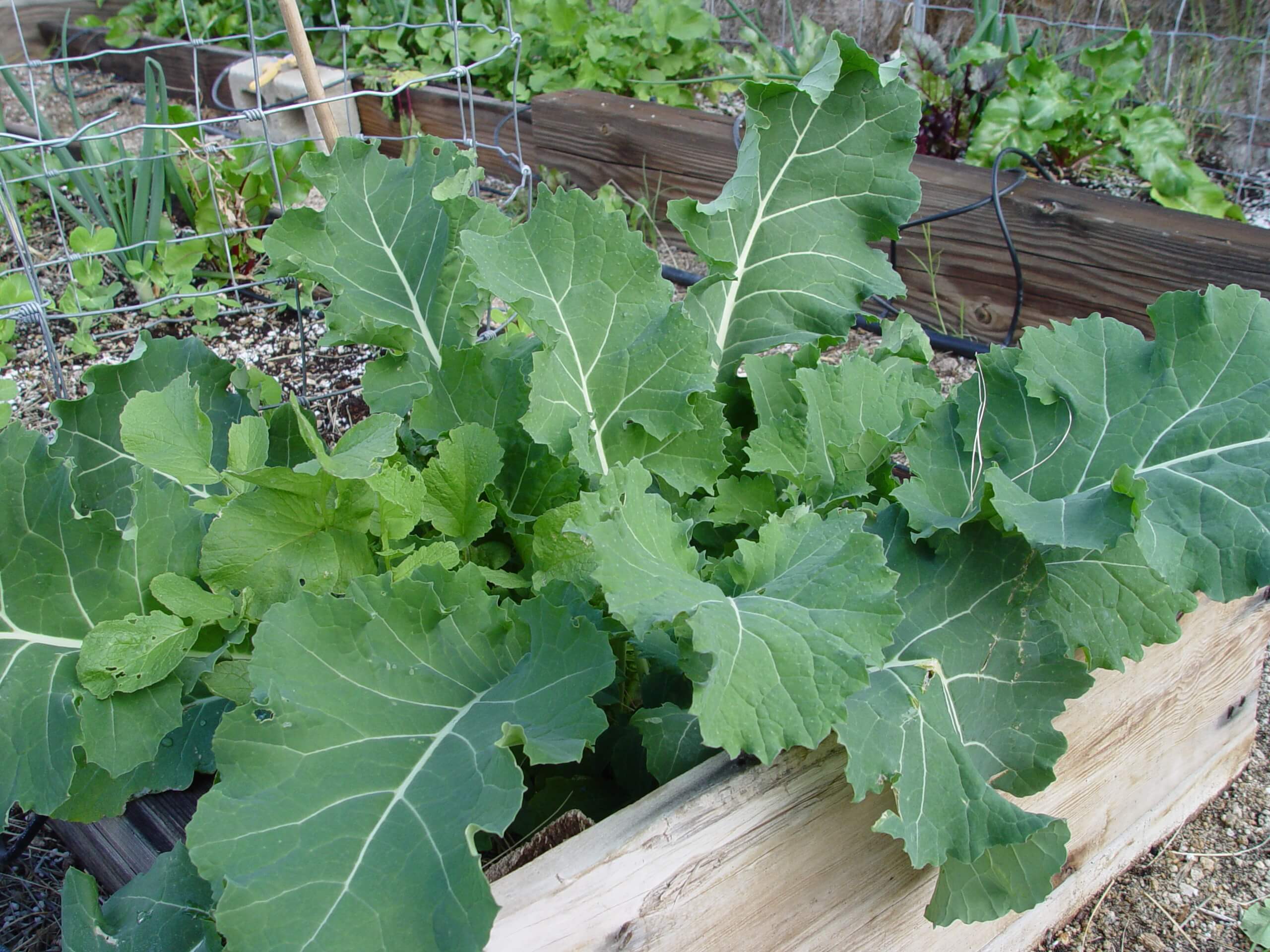 collards