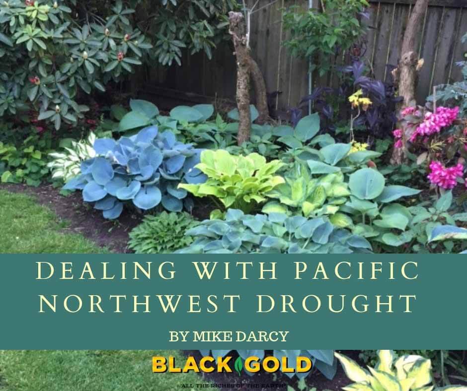 Nine Water-Saving Garden Tips to Fight Drought – Black Gold