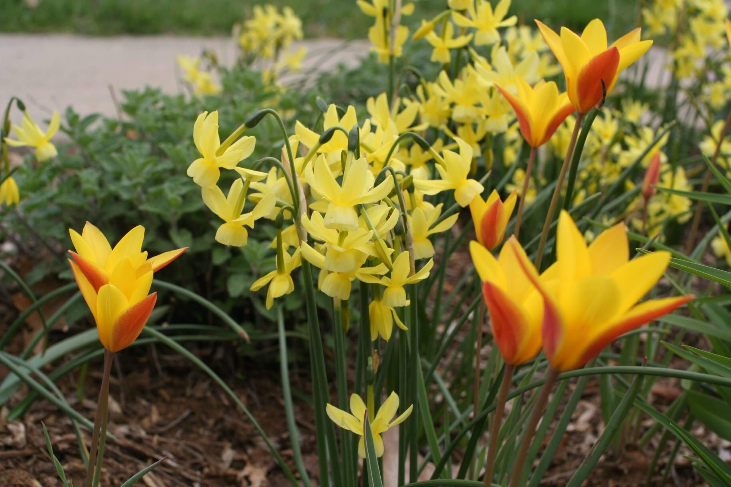 In Praise of Mini-Daffodils