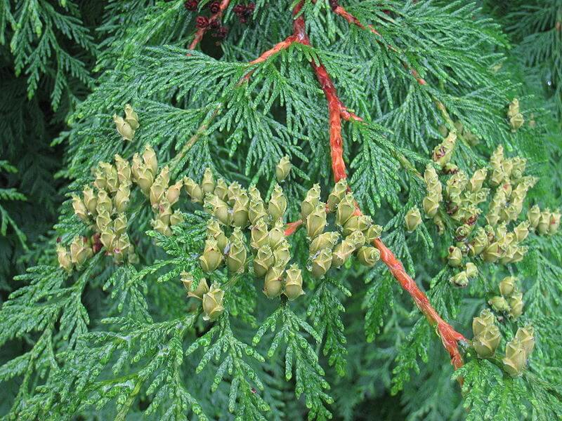 800px-Thuja_plicata_(Trondheim)