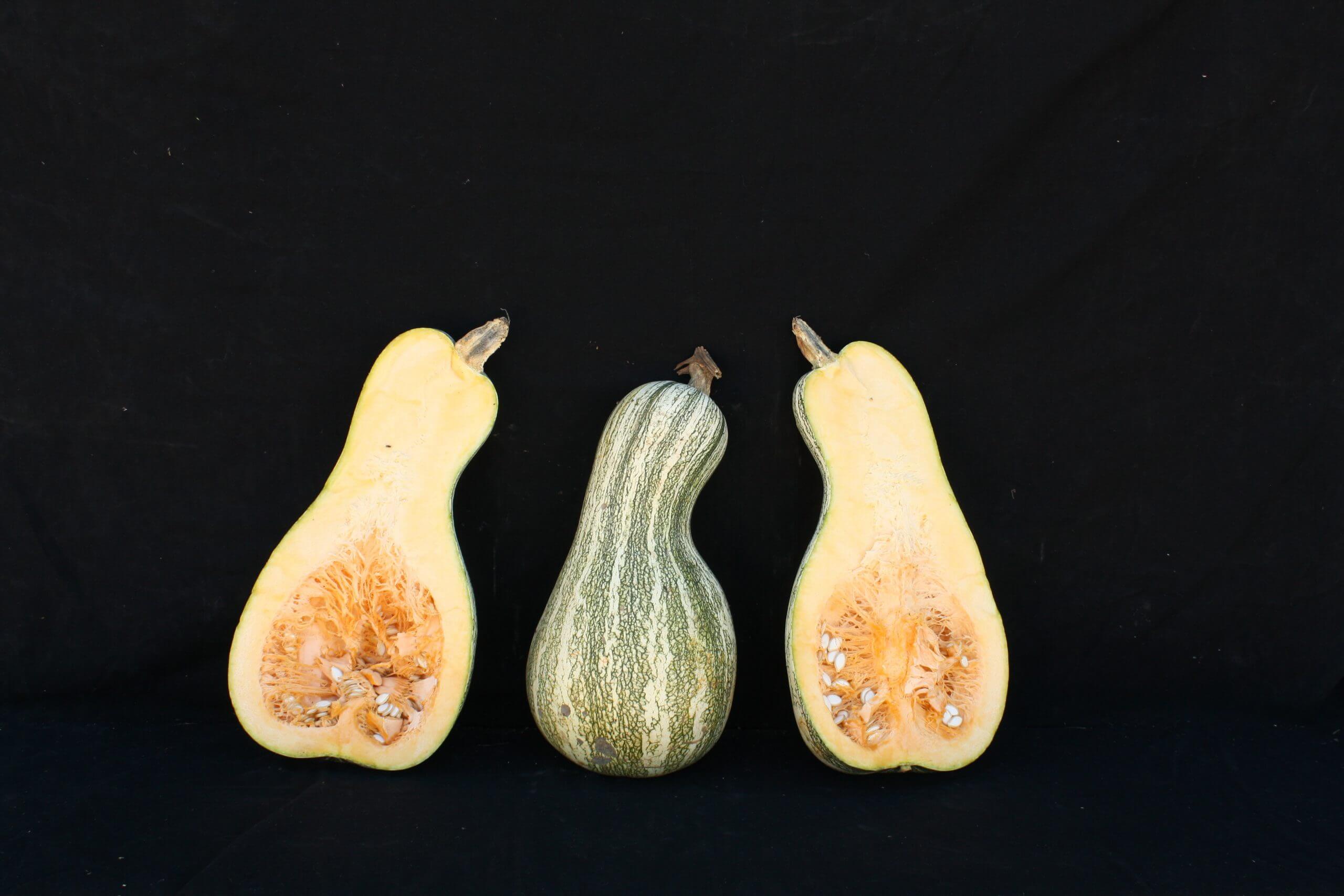 Navajo Tail Squash