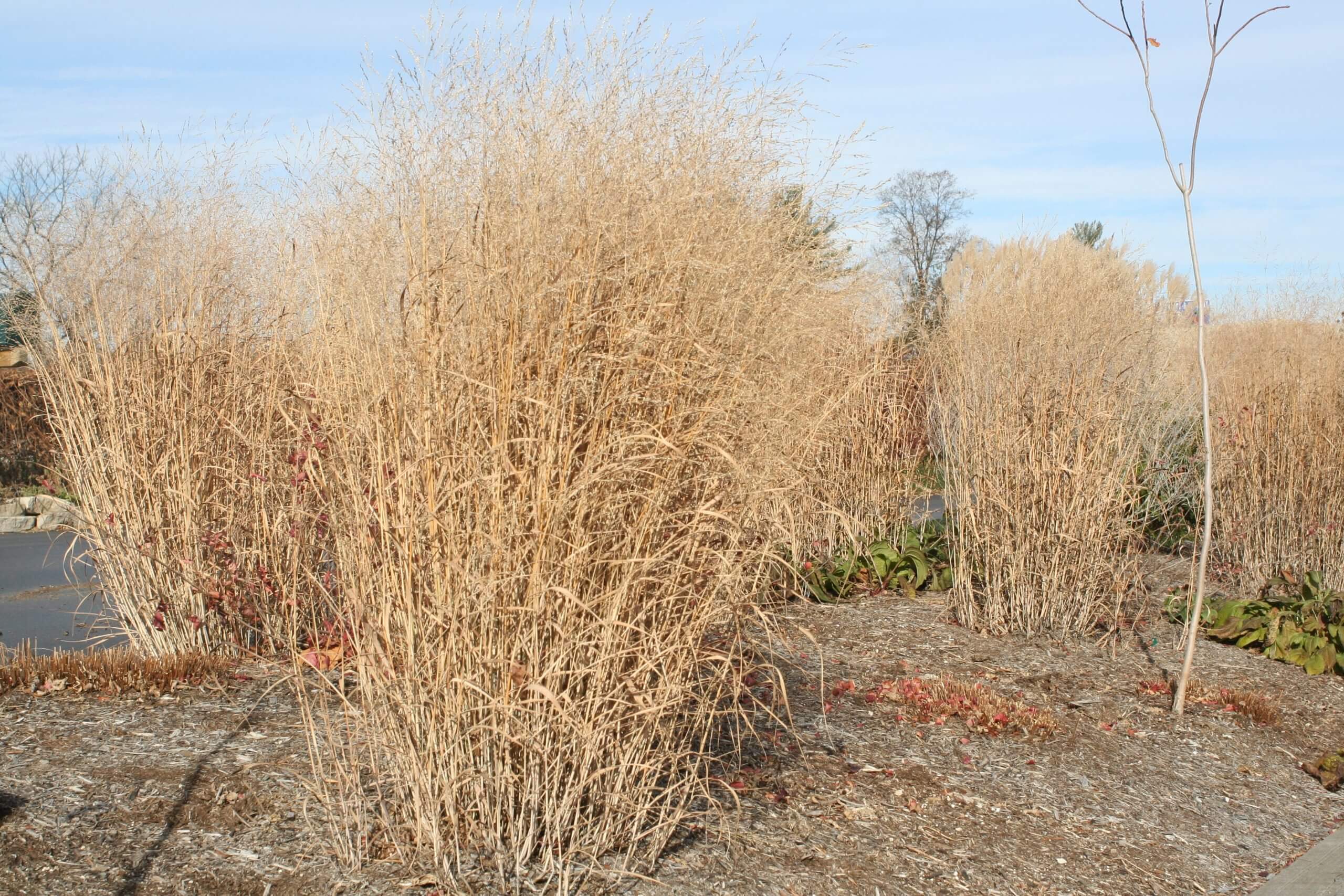 Panicum virgatum 'Prairie Sky' JaKMPM