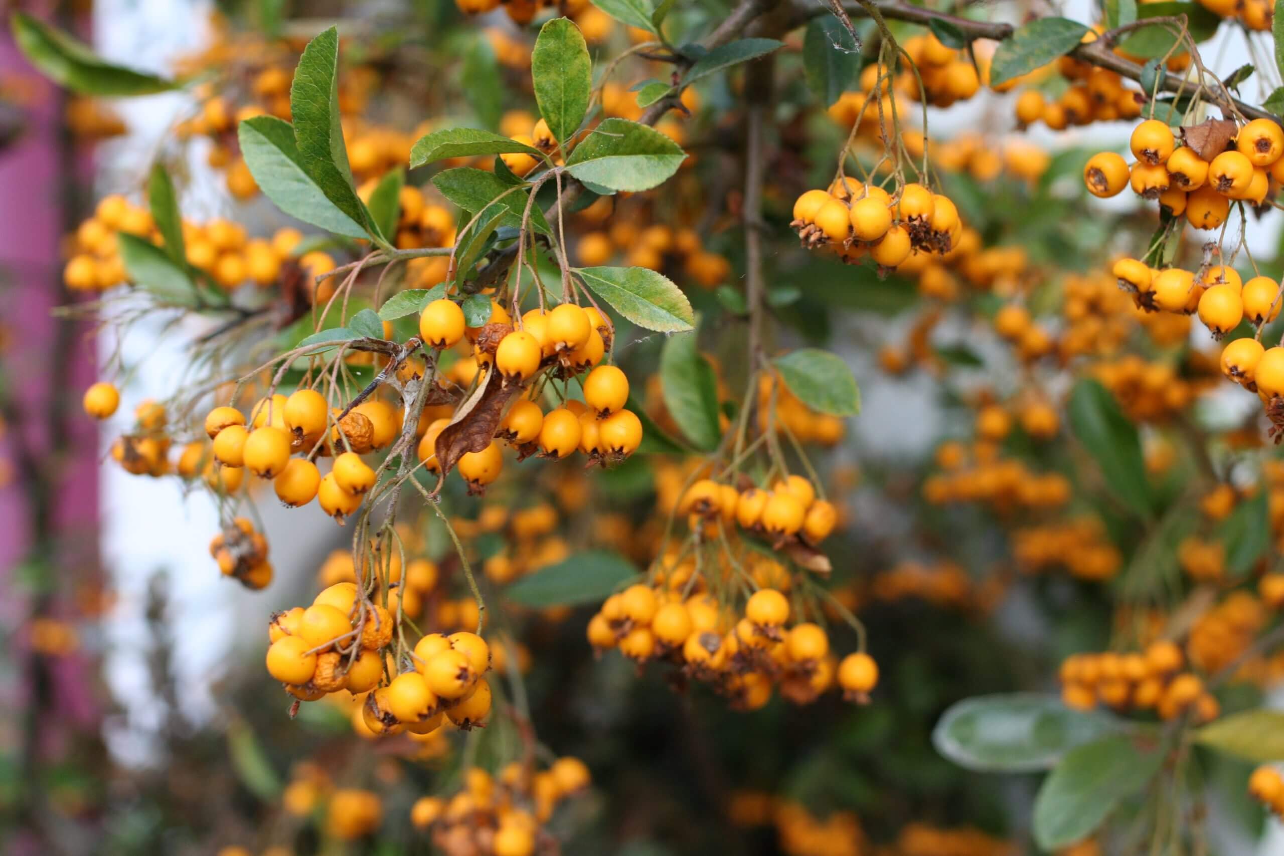 Pyracantha 'Soleil d'Or' JaKMPM