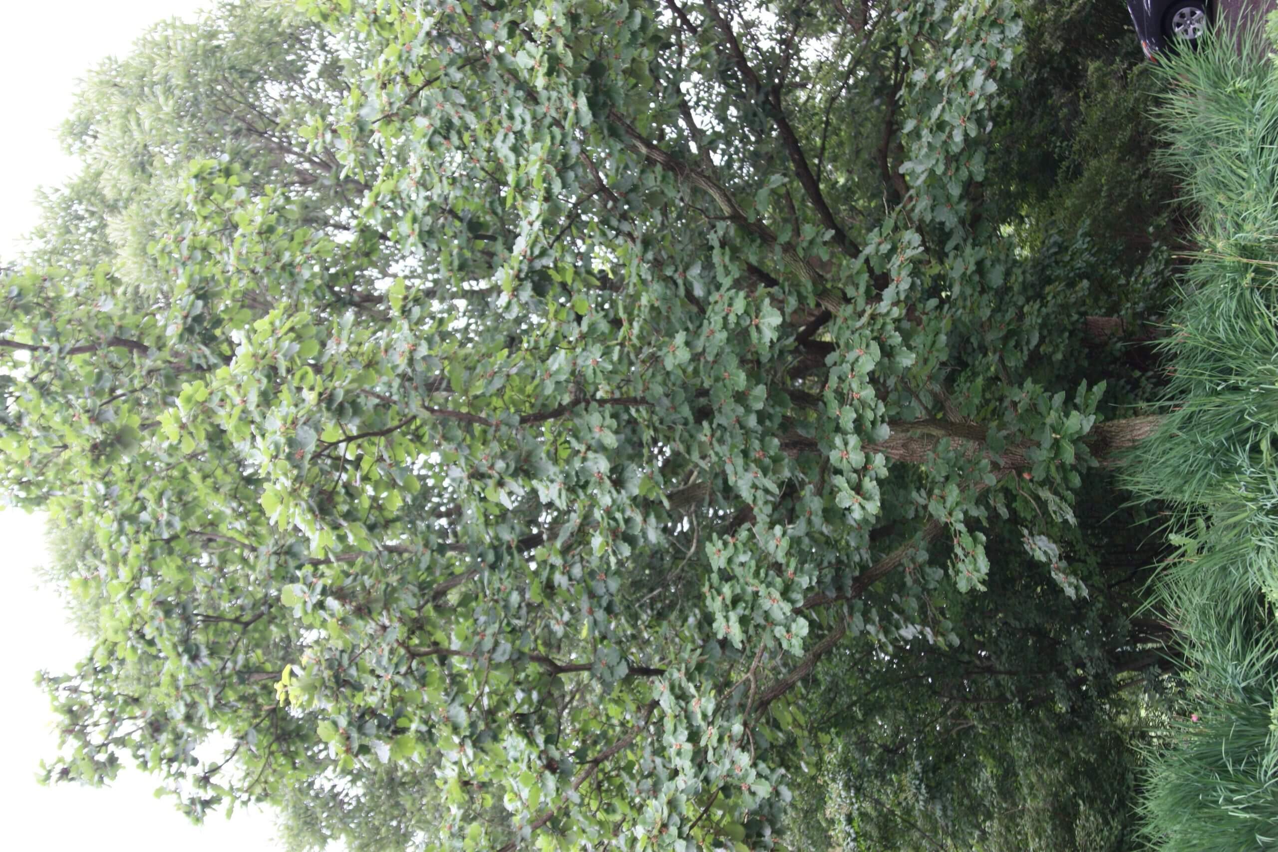 Quercus dentata JaKMPM