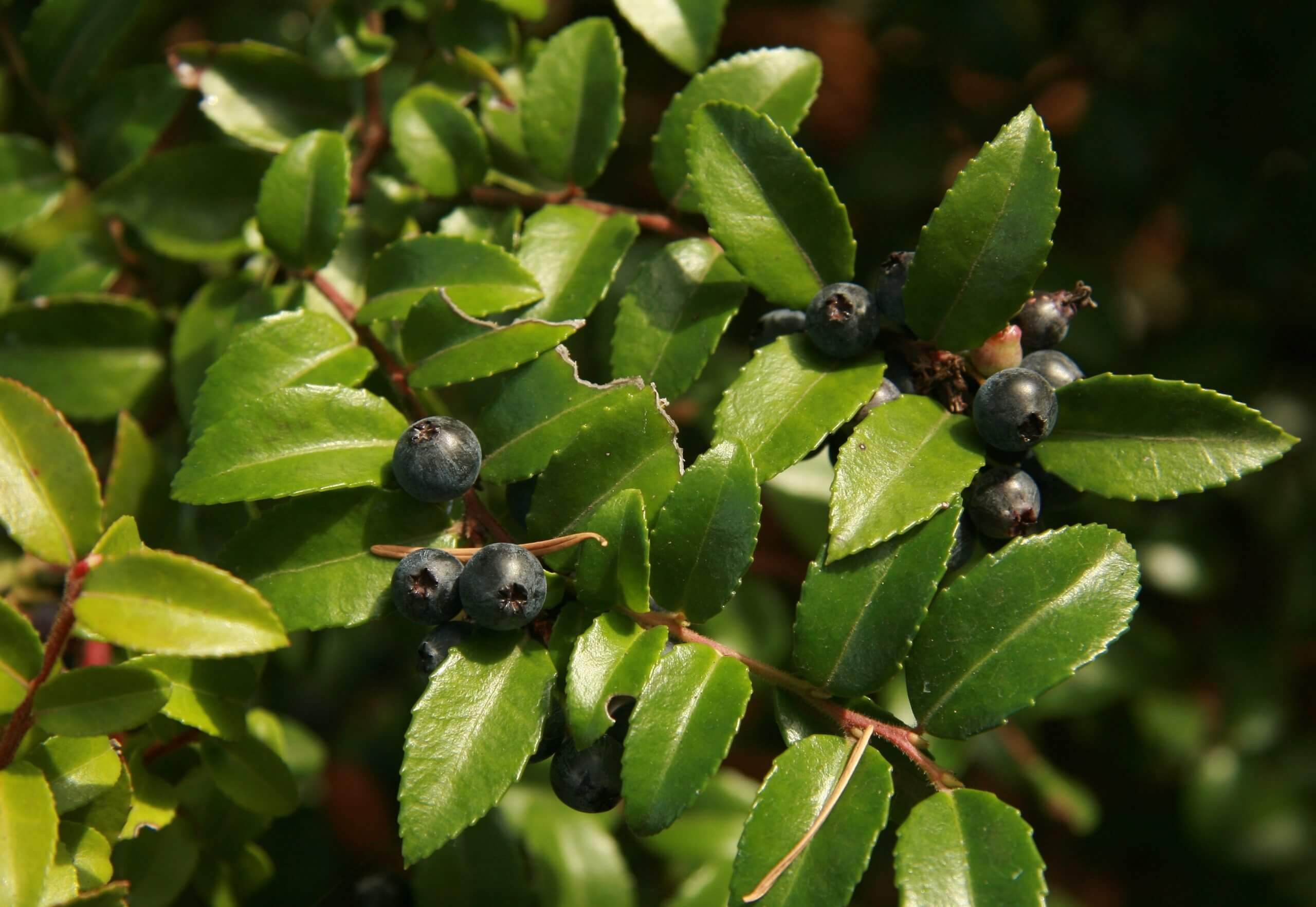 Vaccinium_ovatum_jko729109044