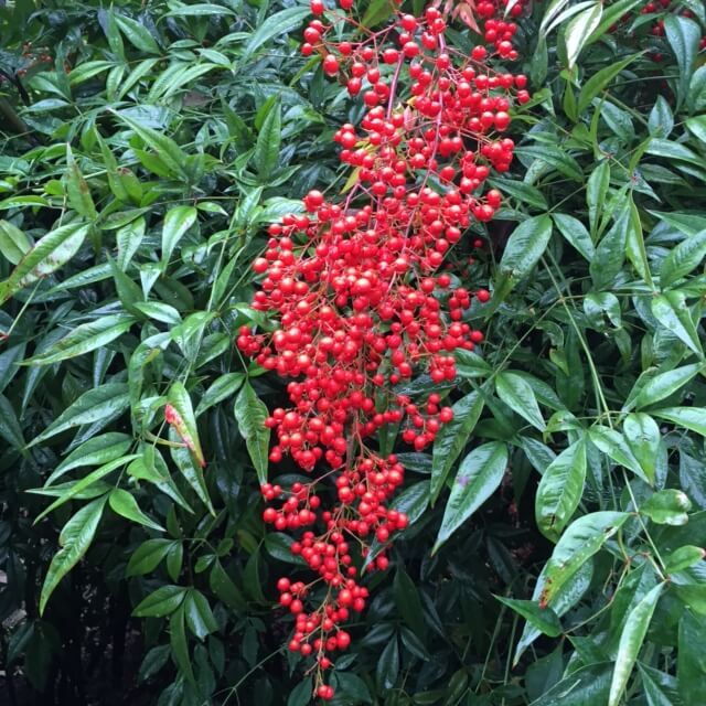 The berries of heavenly bamboo look great outdoors or cut and brought indoors.