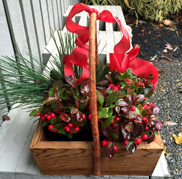 Wintergreen arrangement