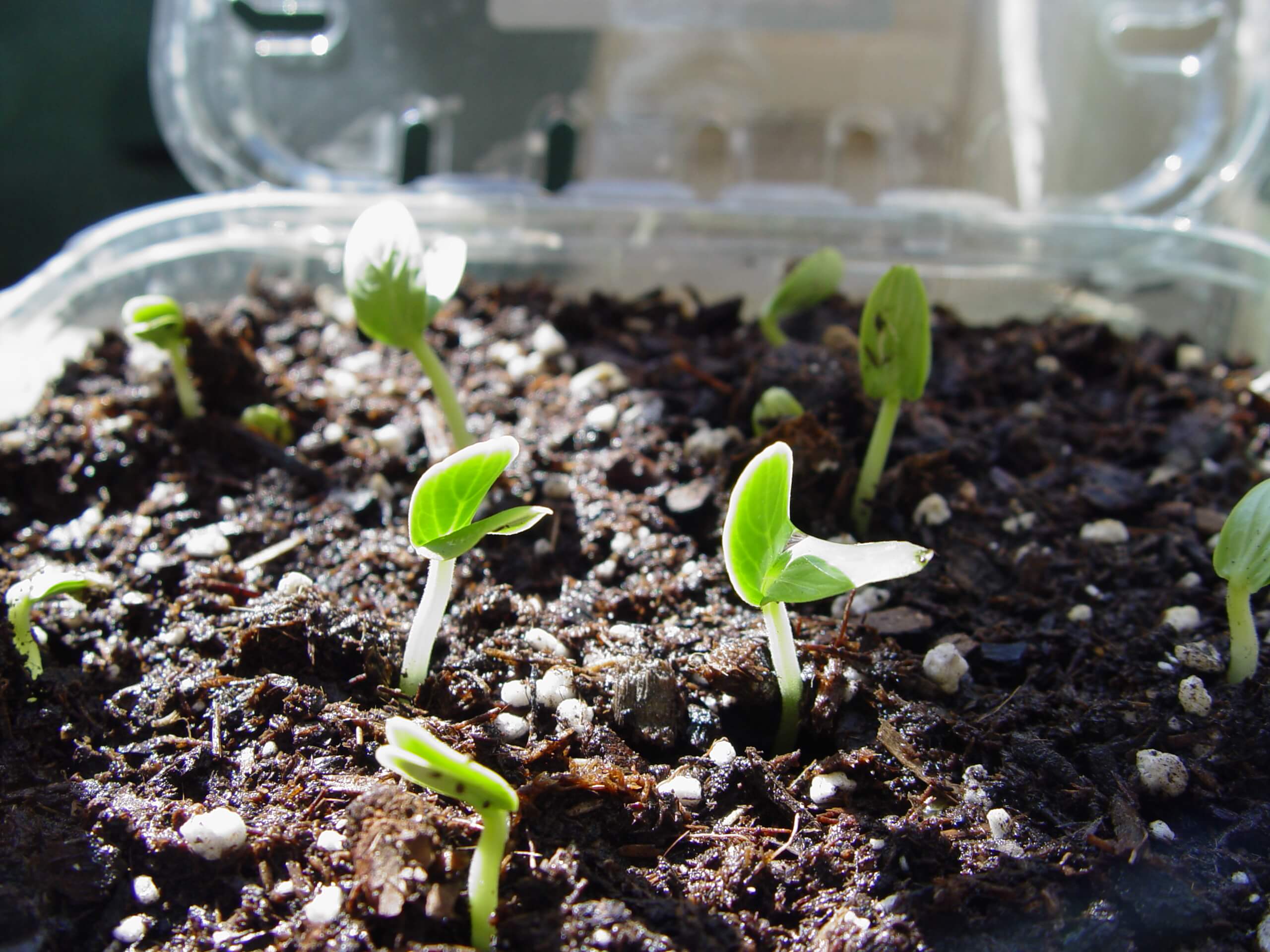 germination tray