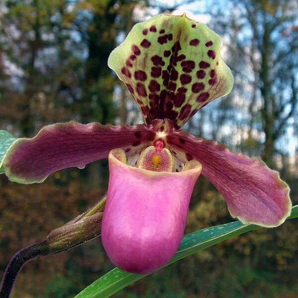 600px-Paphiopedilum_henryanum_Orchi_001