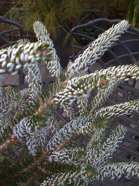 Abies 'Silberlocke'