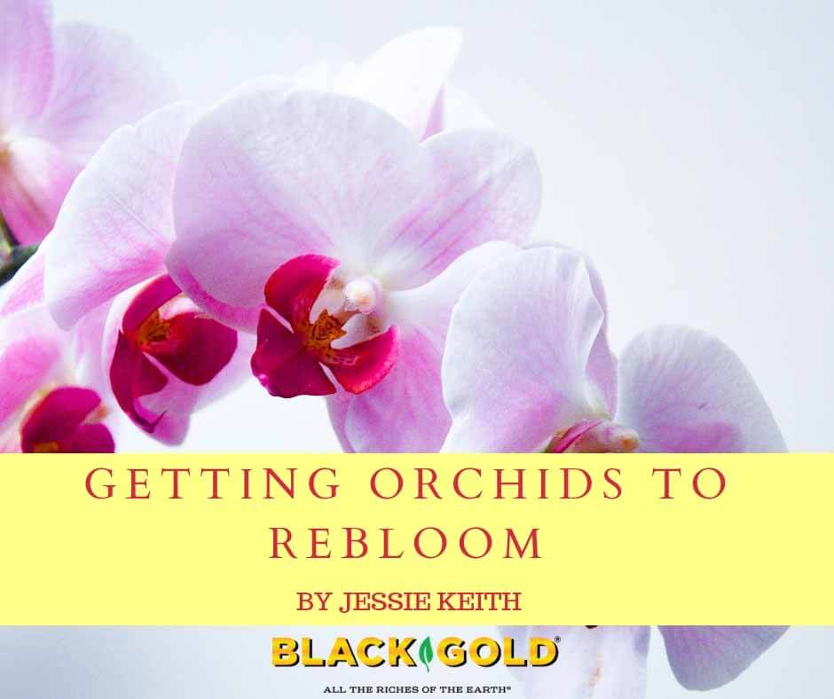 How to Encourage Orchids to Rebloom