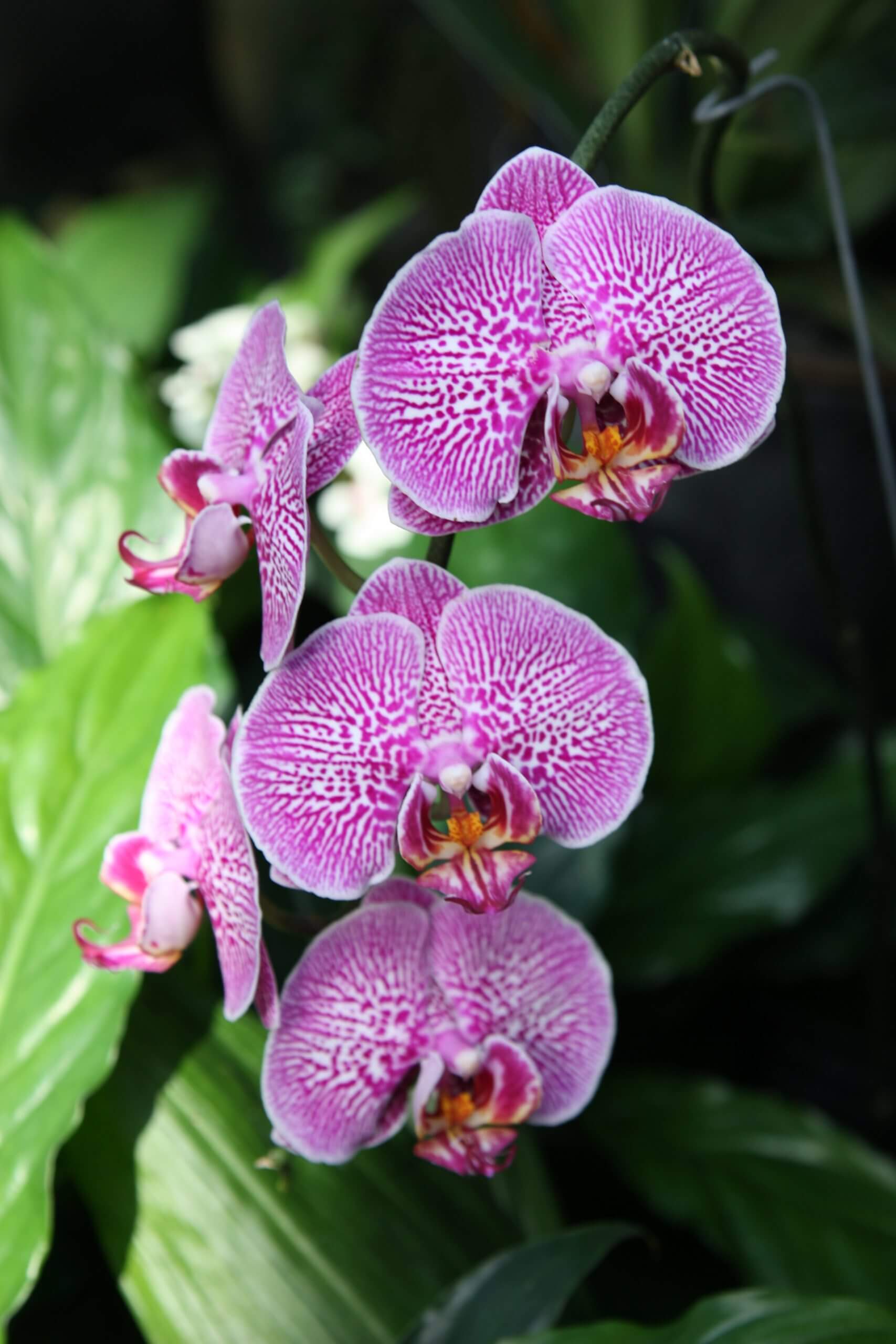 Phalenopsis