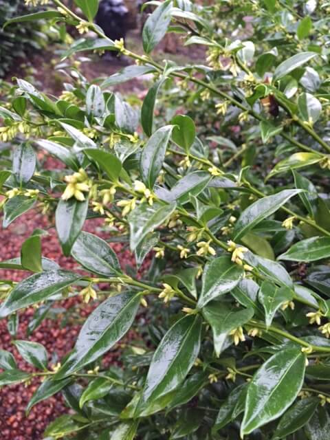 Sarcococca - Copy