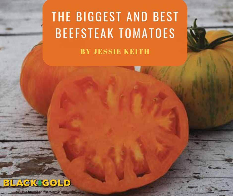 Beefsteak Tomato Seeds  Johnny's Selected Seeds