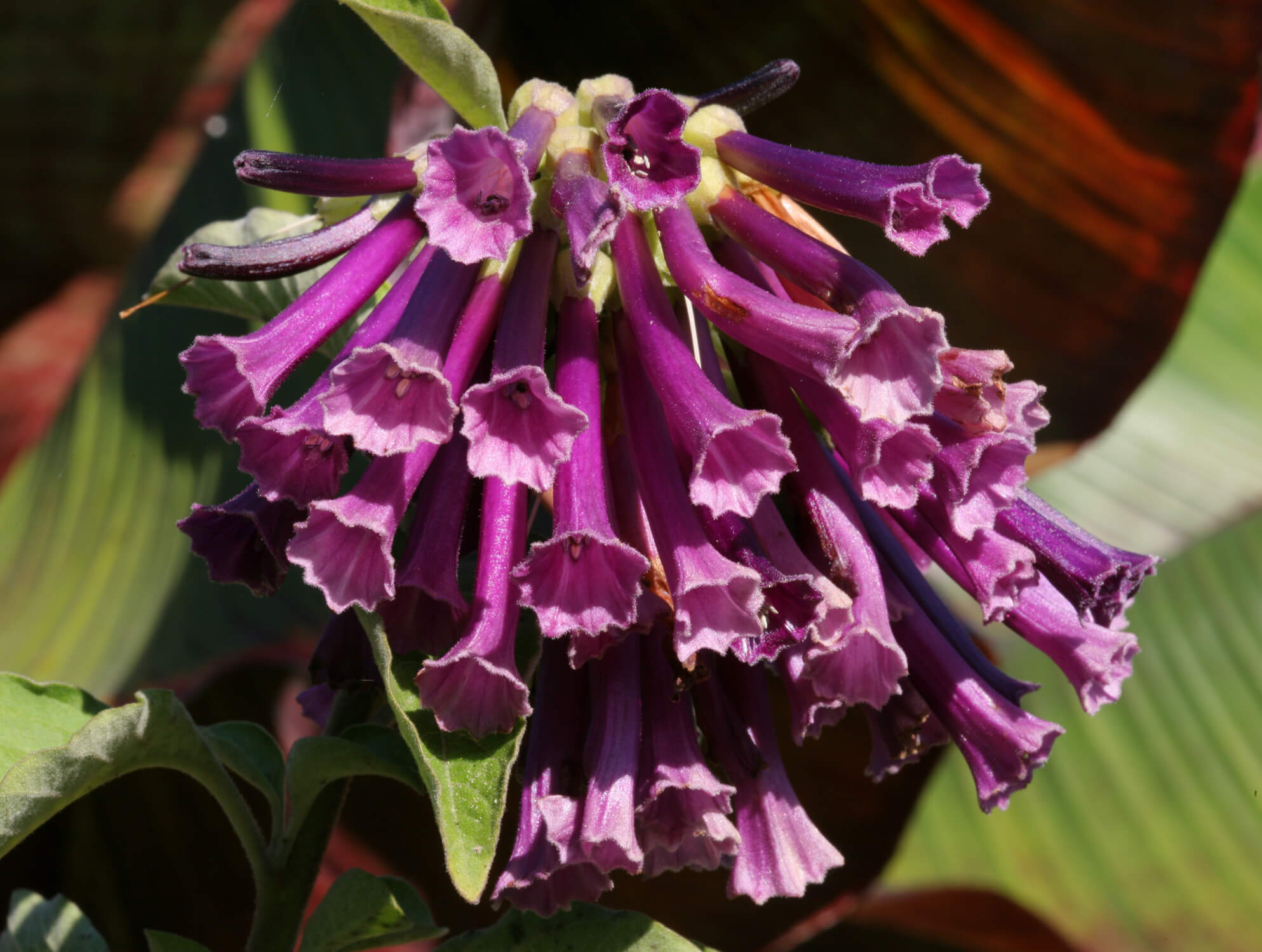 Iochroma 'Royal Queen'