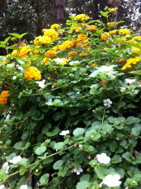 Lantana & Bacopa