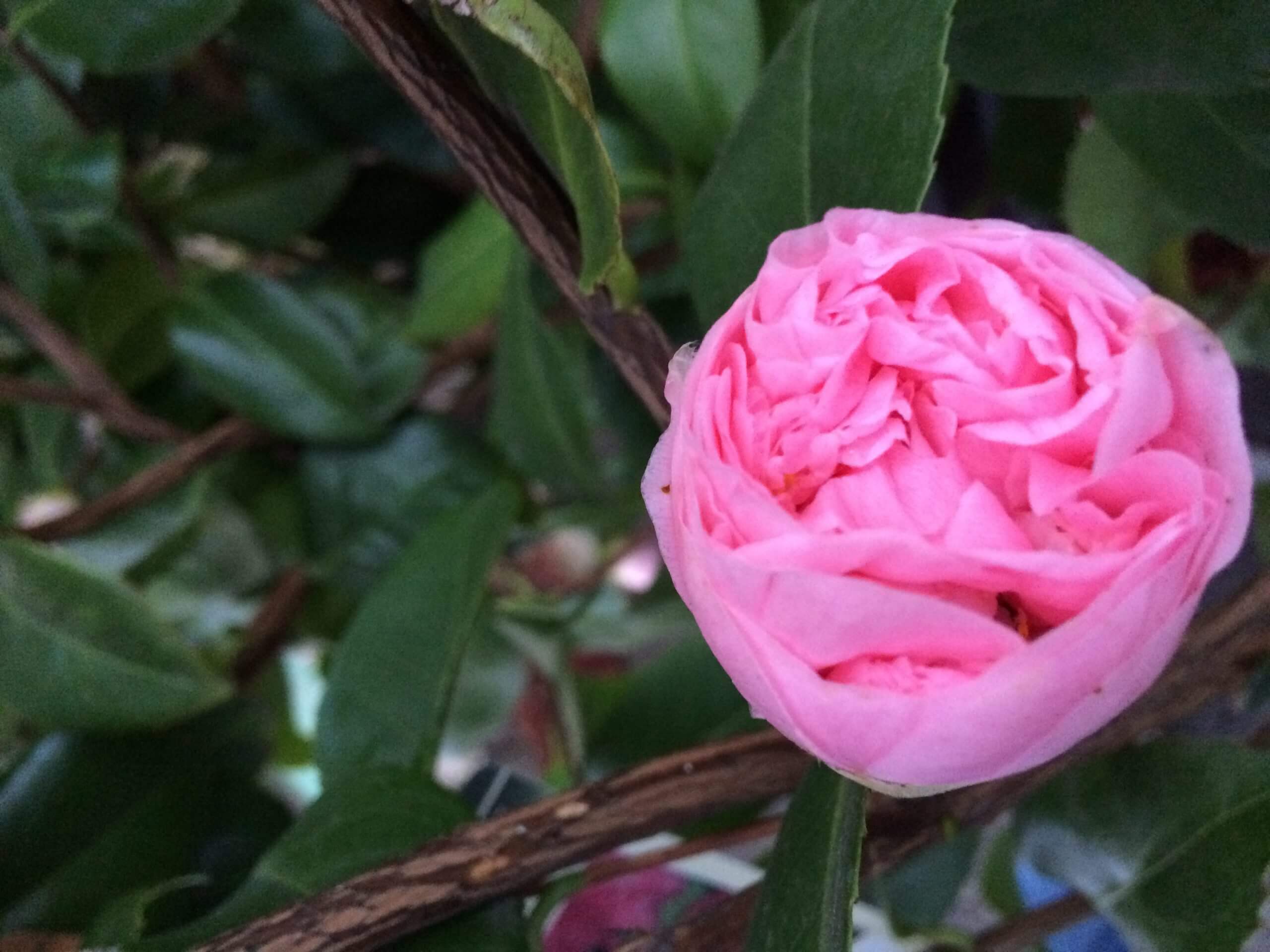 Camellia 'Debutante' (2)