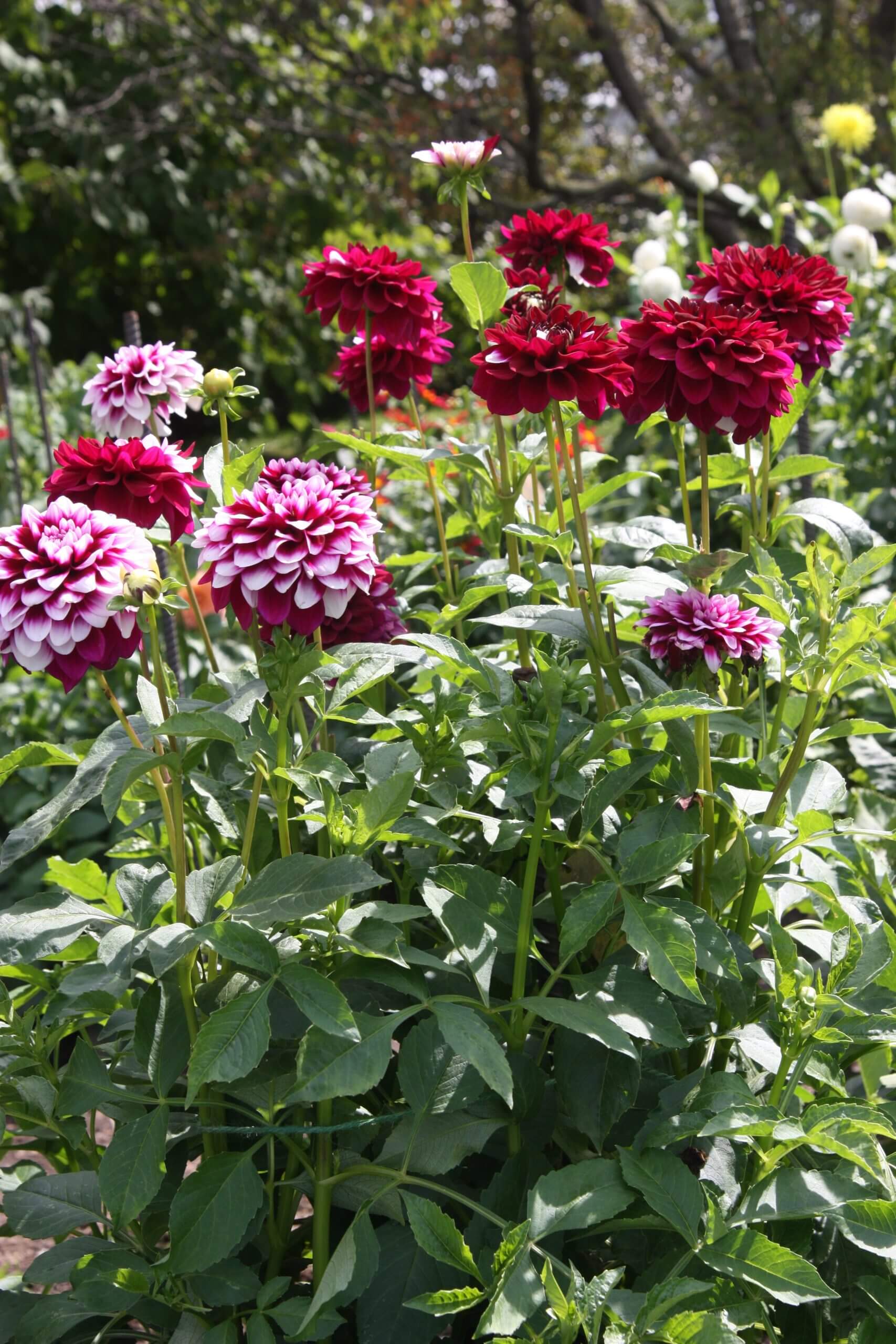 Tall dahlias staked in a tomato cage.
