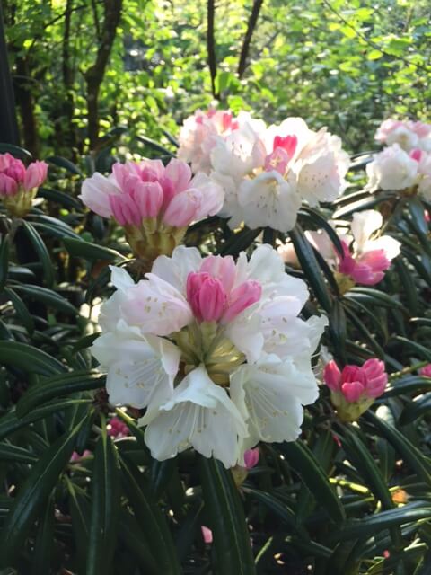 R. Yaku Angel flowers