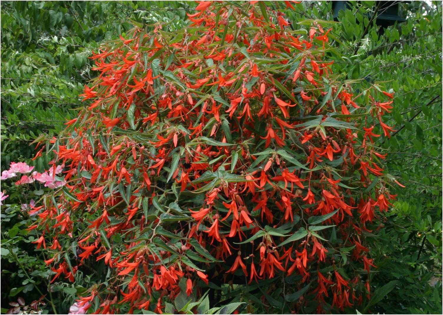 Begonia Bonfire