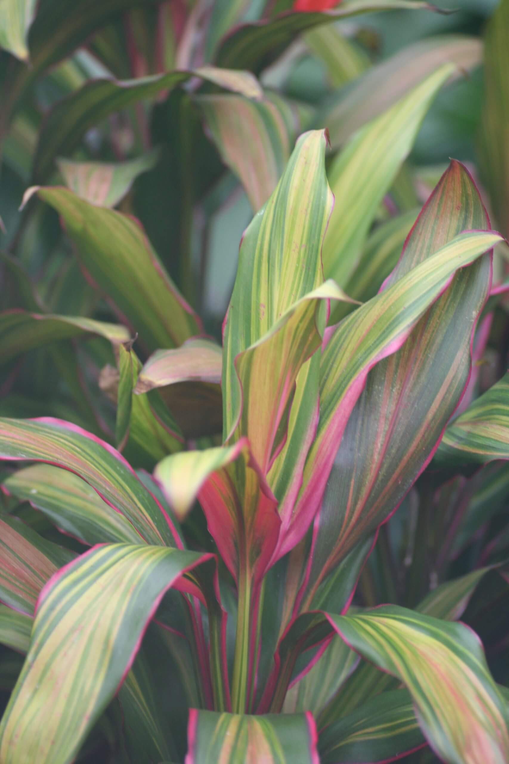 Cordyline fruticosa 'Kiwi'