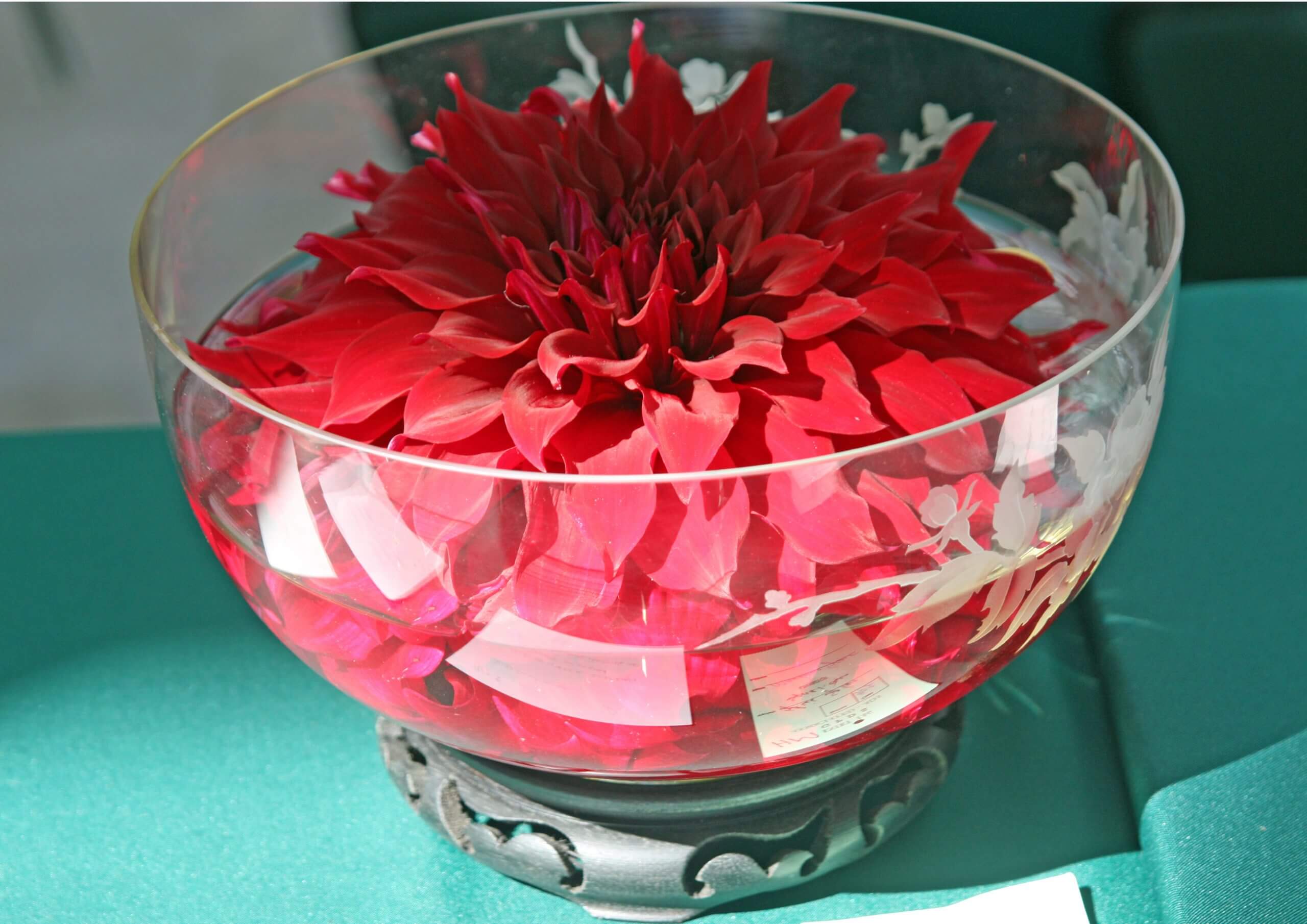 One 9-inch flower of the waterlily-form Dahlia ‘Sparticus’ is enough to fill a large bowl