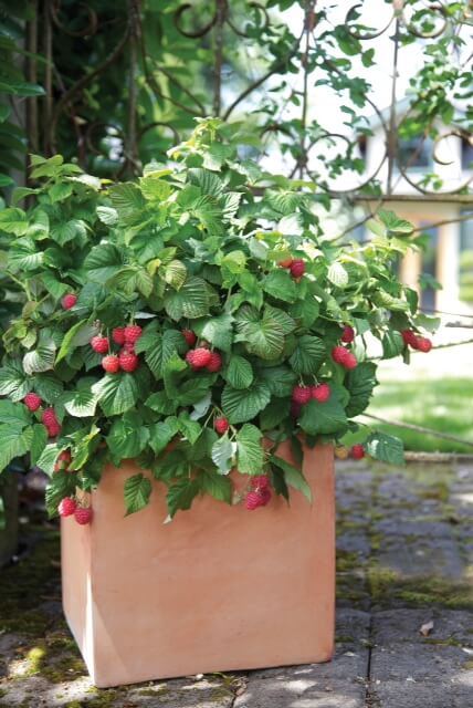 Brazelberries™ Raspberry Shortcake In Square Terra Cotta Pot - Photo Courtesy of Fall Creek Farm & Nursery
